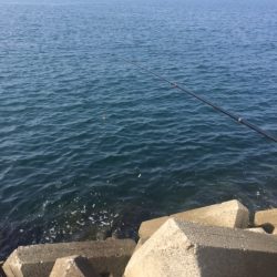 泉大津へグレを・・・・