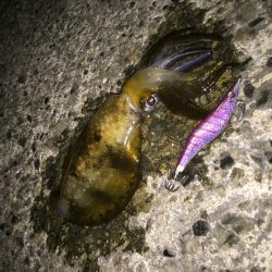 秋のエギングゲーム(・∀・)