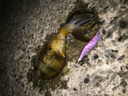 秋のエギングゲーム(・∀・)