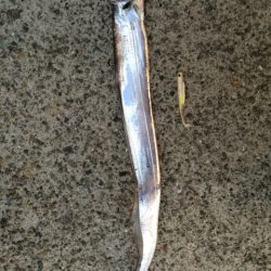 釣果はともかくドラゴンGET!