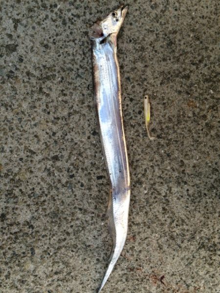 釣果はともかくドラゴンGET！