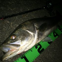 ベイトリール入魂