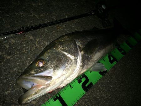 ベイトリール入魂