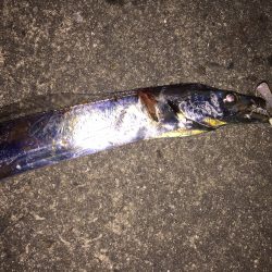 夕方の1時間だけの釣行