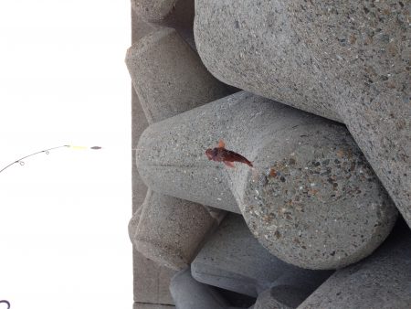 はじめての穴釣り