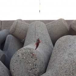 はじめての穴釣り