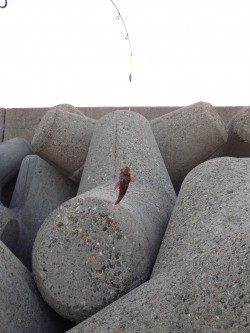 はじめての穴釣り