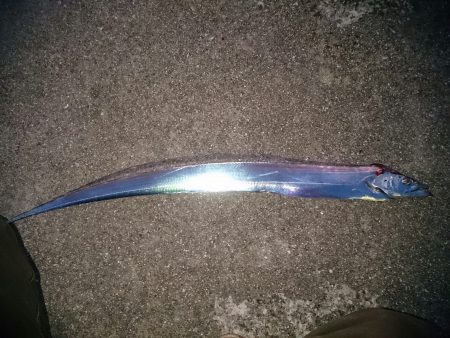 エギング＆ワインド