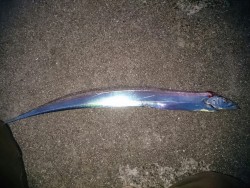 エギング＆ワインド