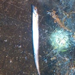 やっときました