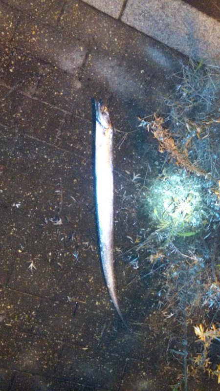 やっときました