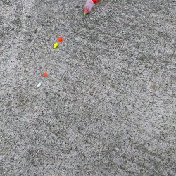 イワシ、ｻﾖﾘ共にちと小さいかな？