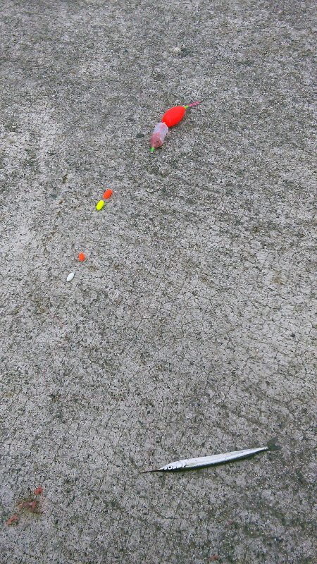 イワシ、ｻﾖﾘ共にちと小さいかな？