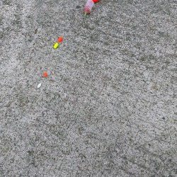 イワシ、ｻﾖﾘ共にちと小さいかな？