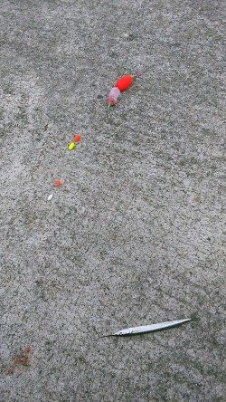 イワシ、ｻﾖﾘ共にちと小さいかな？