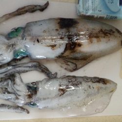 時合は短かったです。