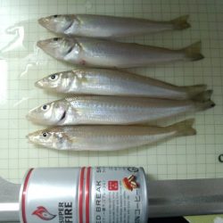 洲本でキス釣り