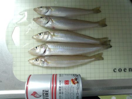 洲本でキス釣り