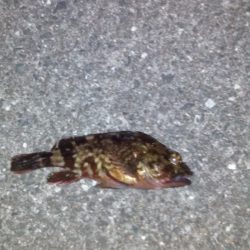 タチウオのはずが