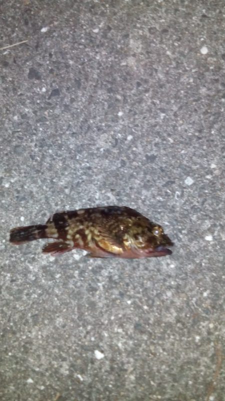 タチウオのはずが