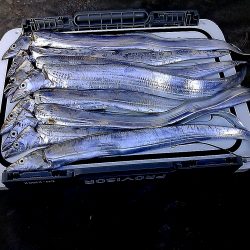 口実はファミリーフィッシング