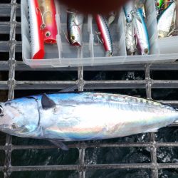 ラッキーなカツオでした。