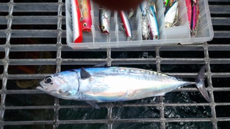 ラッキーなカツオでした。