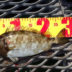 サビキのアイゴは、スリリング