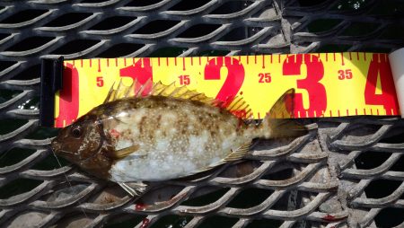 サビキのアイゴは、スリリング