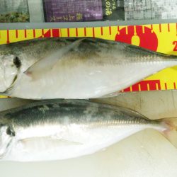 待望の良型アジ！