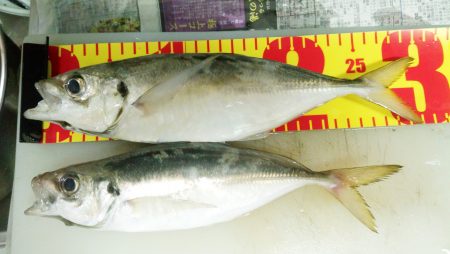 待望の良型アジ！