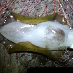 今季最大サイズ！