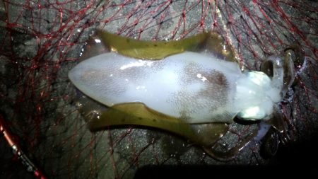 今季最大サイズ！