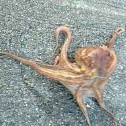 久しぶりのｋｇオーバー