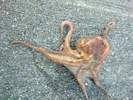 久しぶりのｋｇオーバー