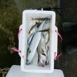 ミノーでサゴシ☆