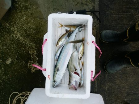 ミノーでサゴシ☆