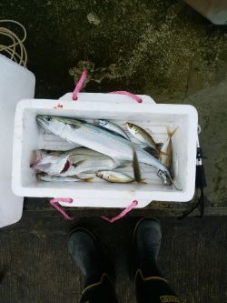 ミノーでサゴシ☆