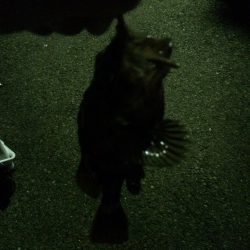 アジングならず