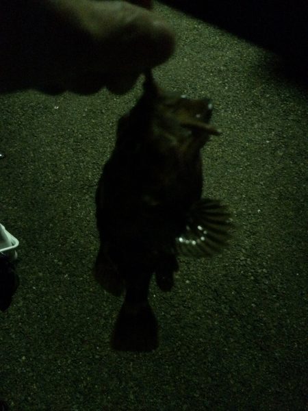 アジングならず