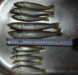 ２週間ぶりの釣行