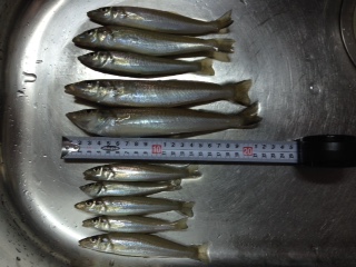 ２週間ぶりの釣行