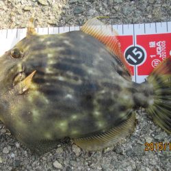 カワハギが徐々に．．．