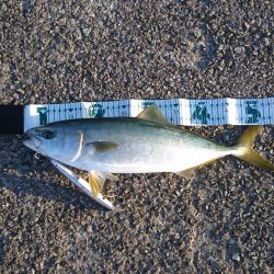 ミノーで青物！