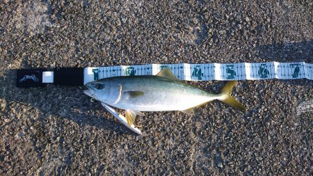 ミノーで青物！