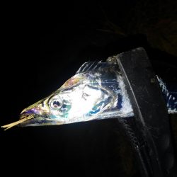 連チャン釣行です（笑）