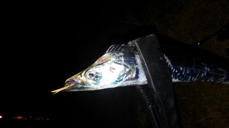 連チャン釣行です（笑）