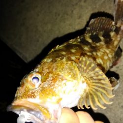 タチウオのハズが…