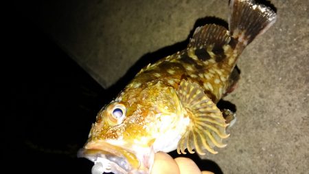 タチウオのハズが…