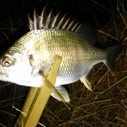 ニューポイント？！